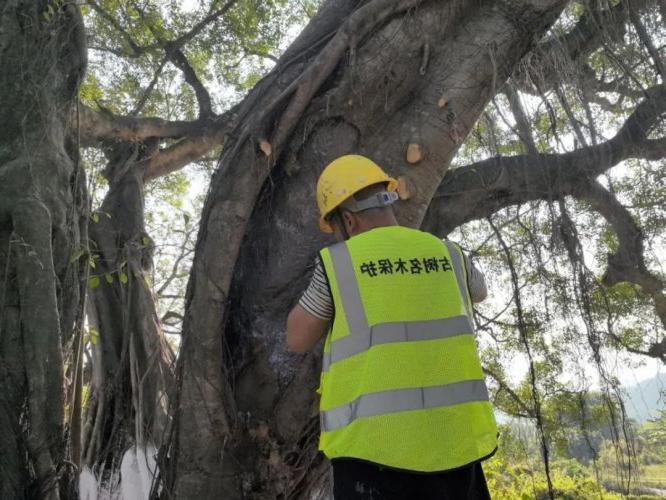 古树名木抢救复壮有规可循，首个省级标准颁布实施！